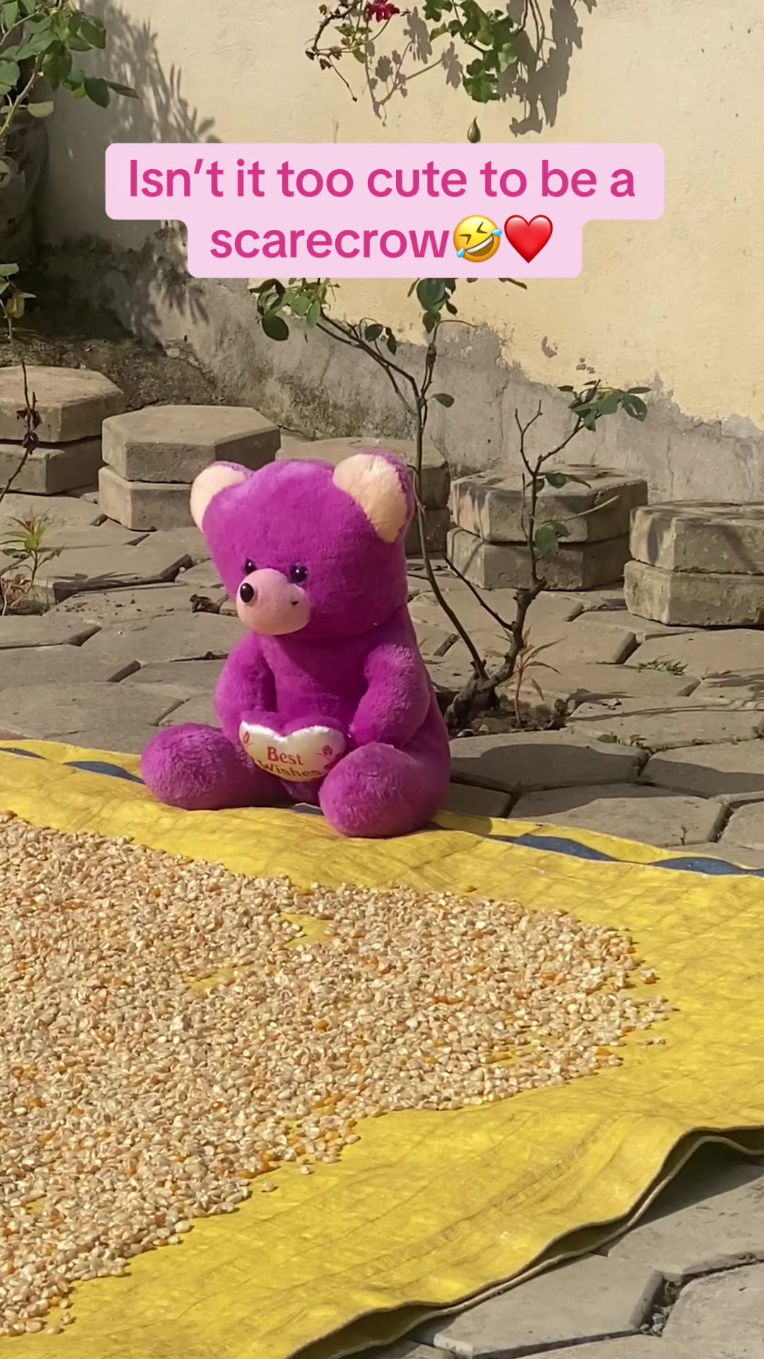 @dipina