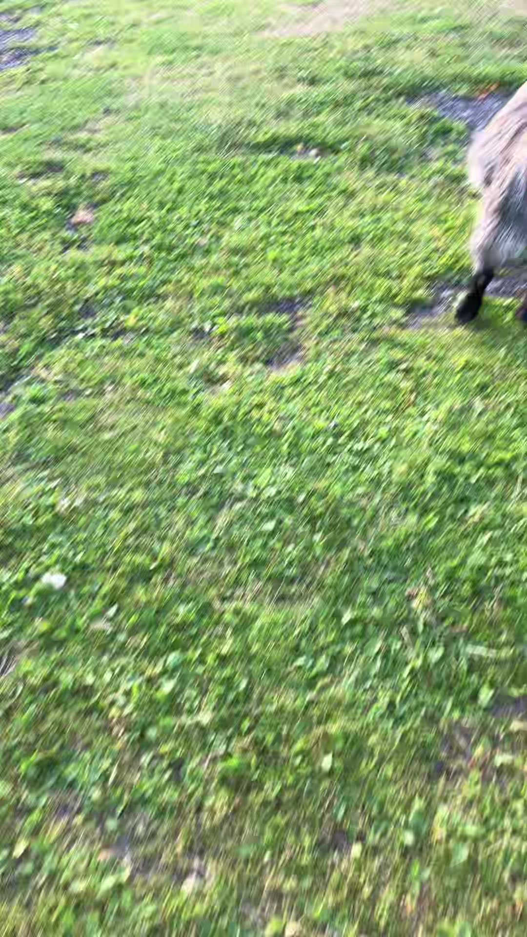 @Willowlanealpacas