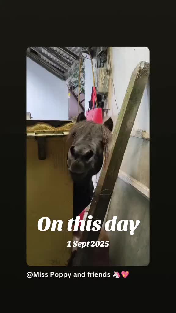 @Miss Poppy and friends 🦄💖