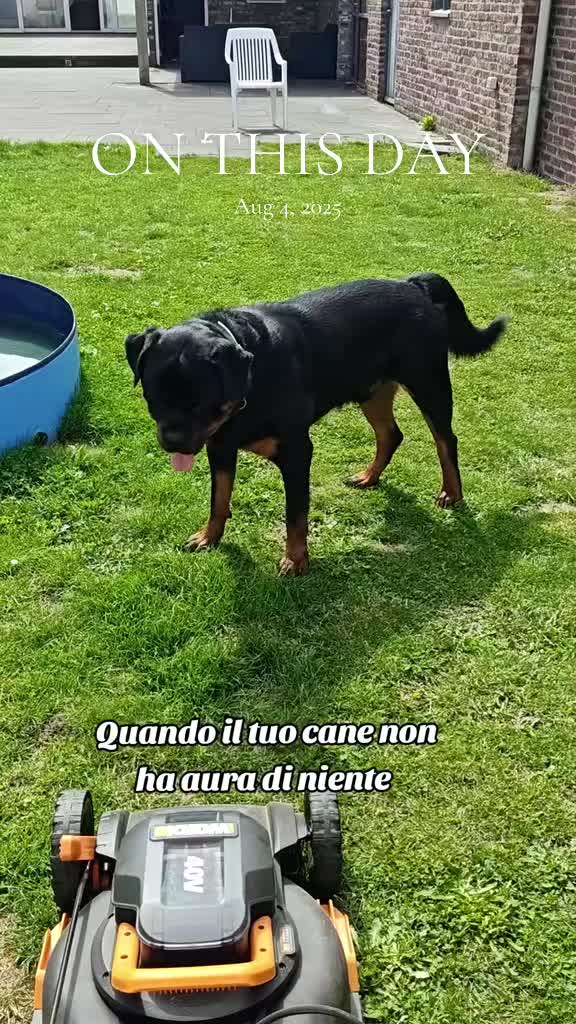 @Niky&isuoirottweiler