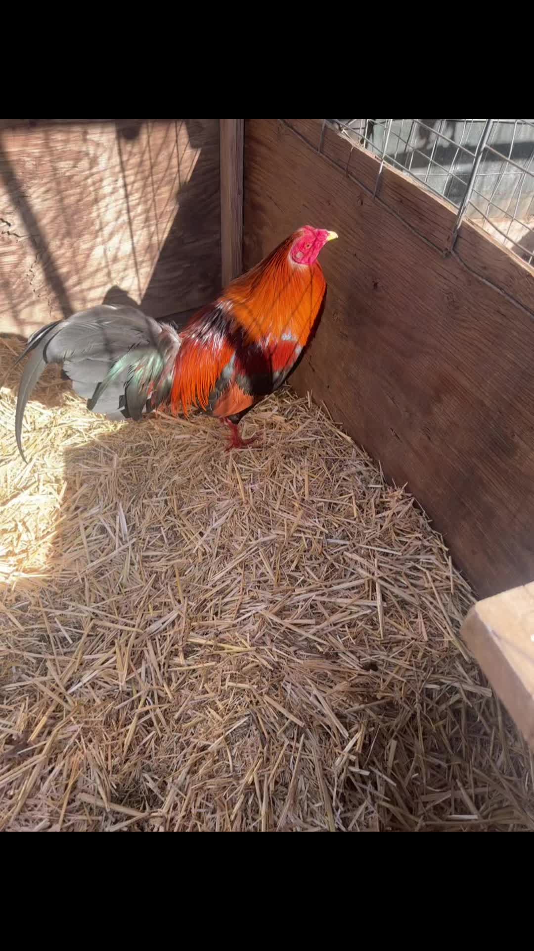@los cal&eacute;ntanos game farm