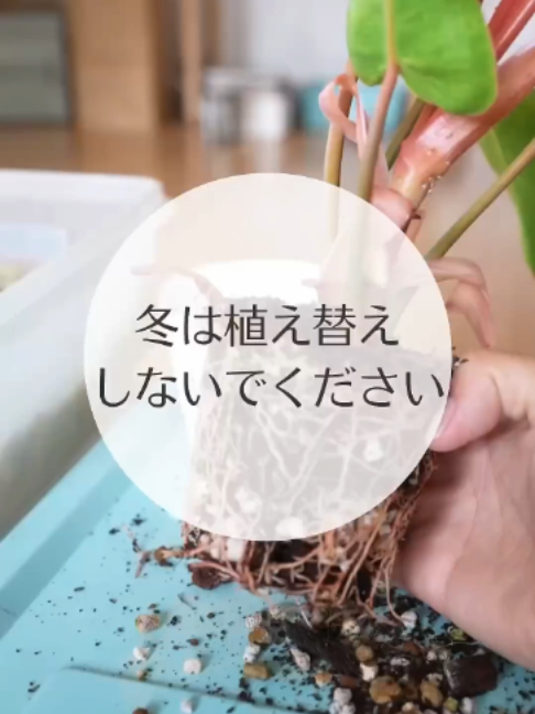@KyotoTravelJP