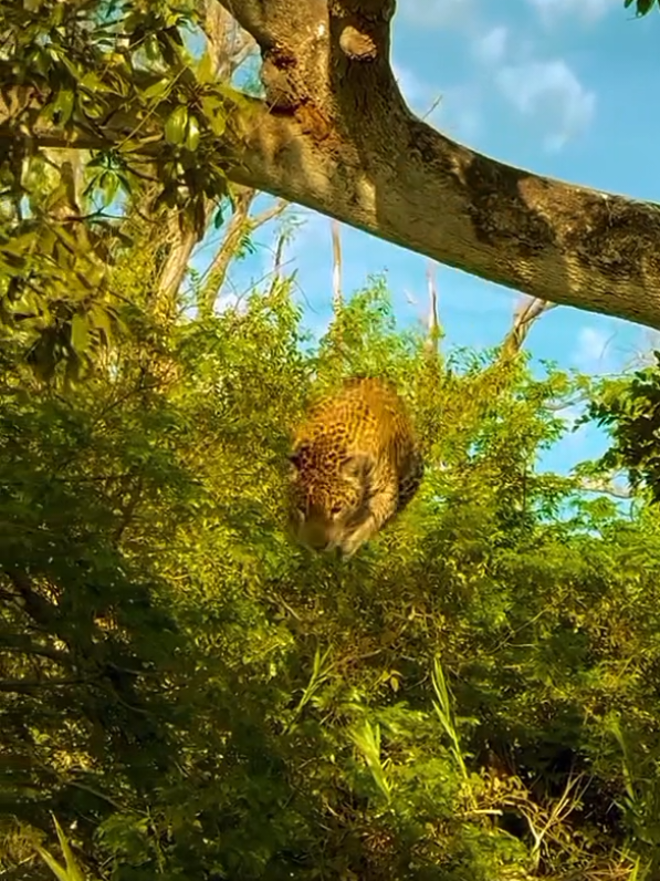 @UK animal channel🇬🇧