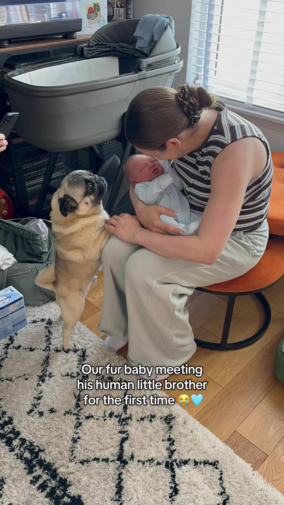 @Wee Winston The Pug