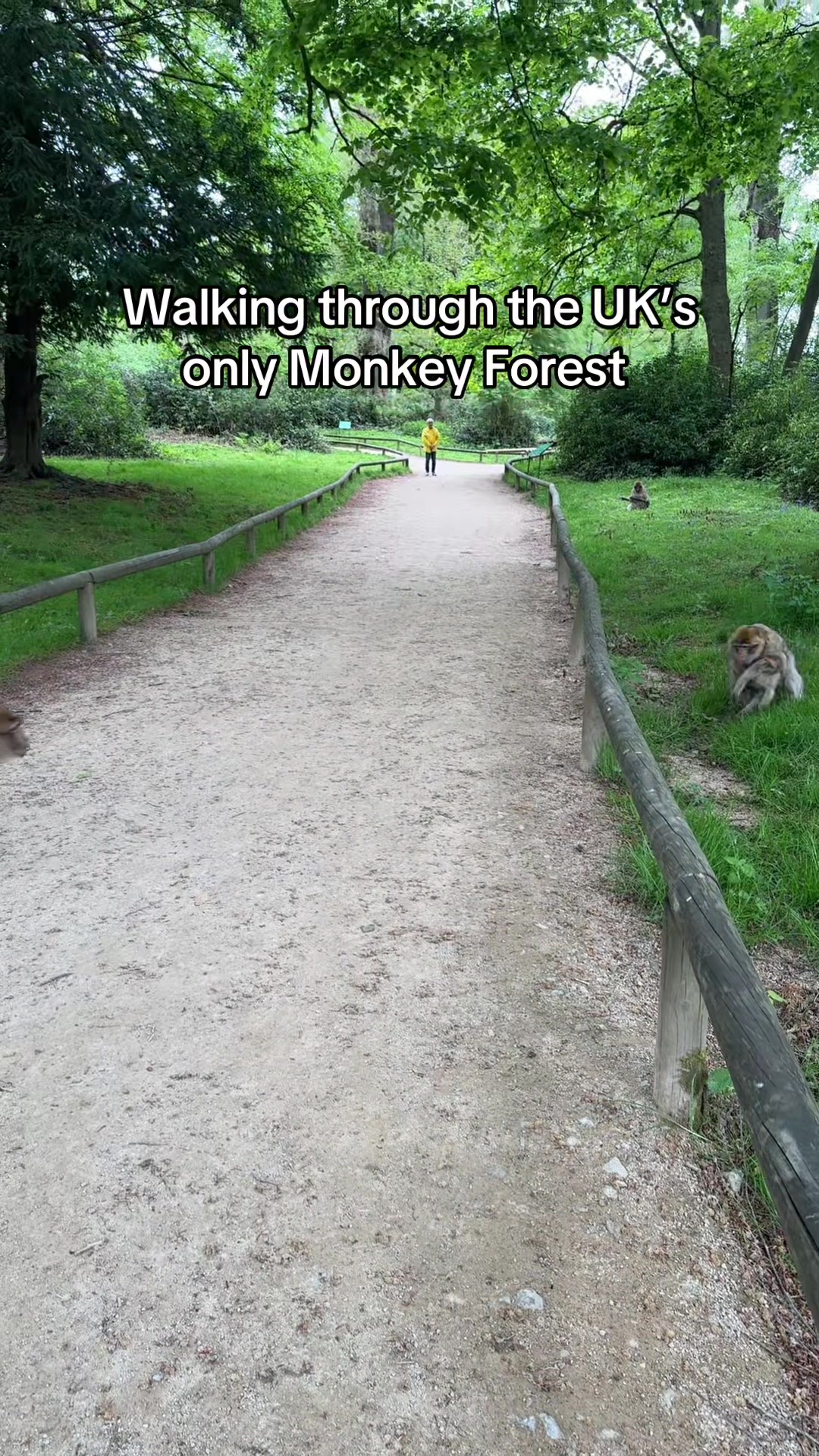 @Monkey Forest