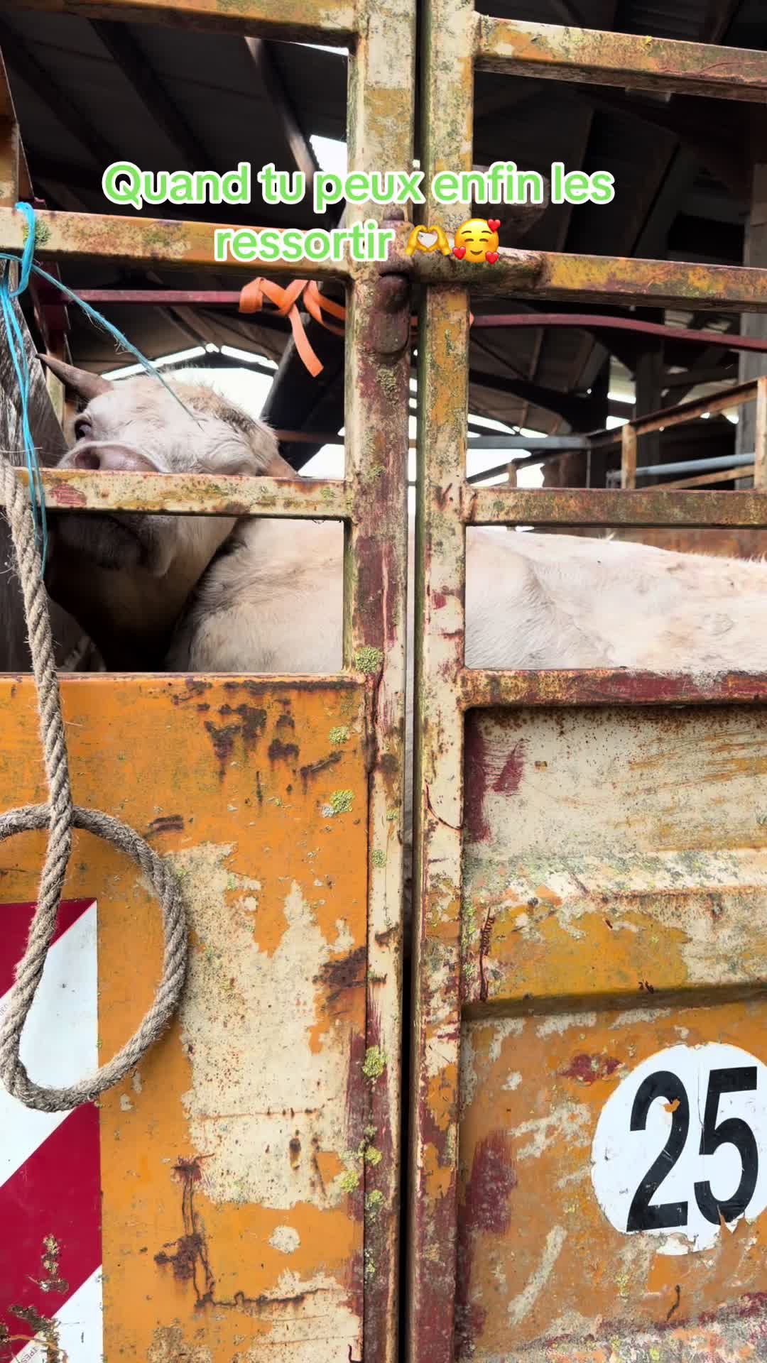 @ᏦᎥᎥᏦᏗᏗ 🌾🚜🐮