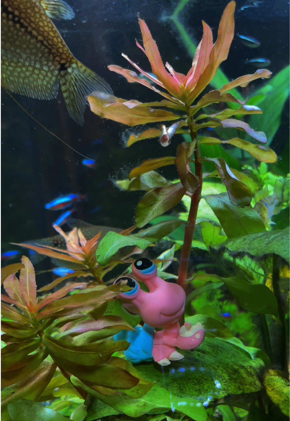 @🦐shrimpie🦐