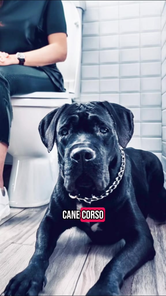 @BruceXcorso
