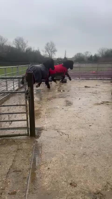 @Alfiepony