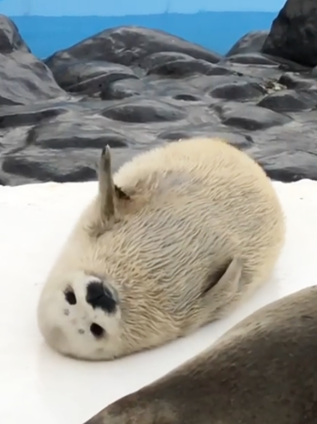 @🩷🎀 seal 🦭🩷