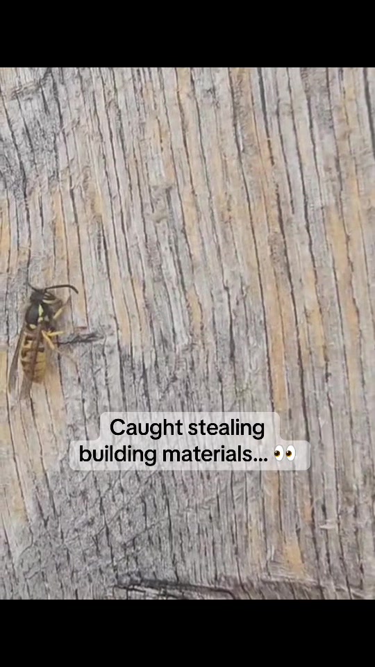 @Imperium Pest Control