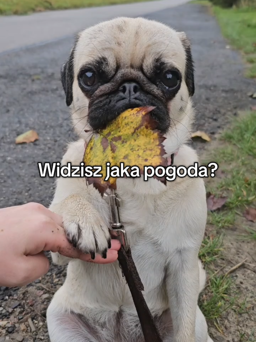 @Wesołe pieczywo