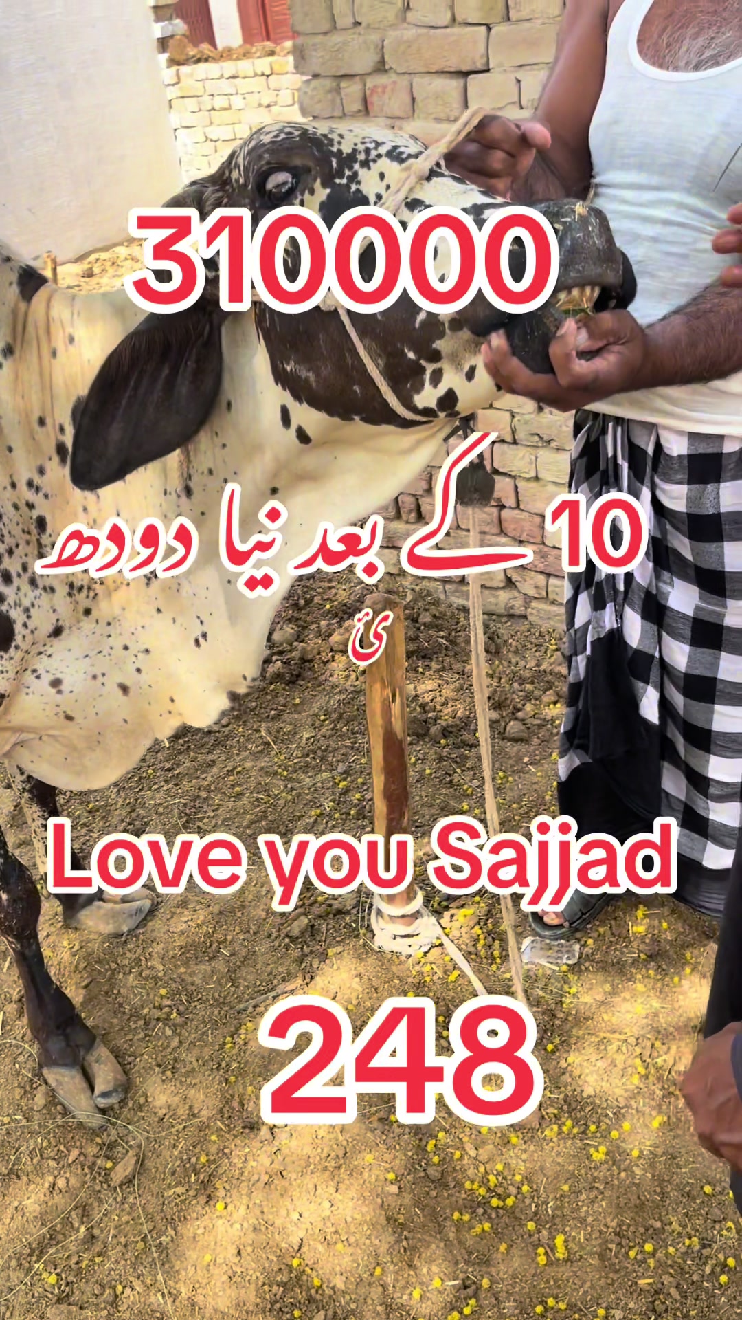 @missyousajjad