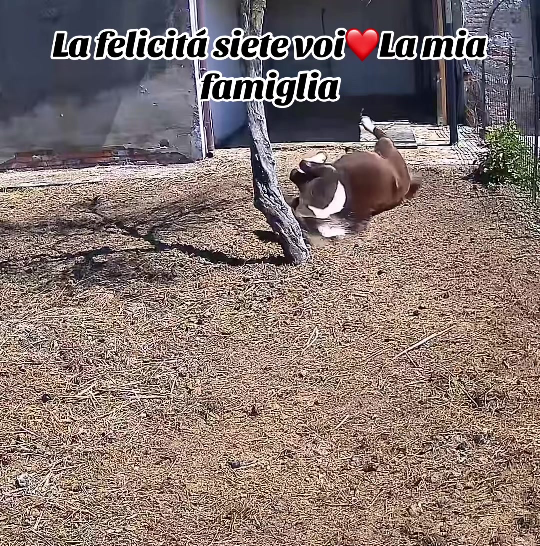 @Passione animali ❤️