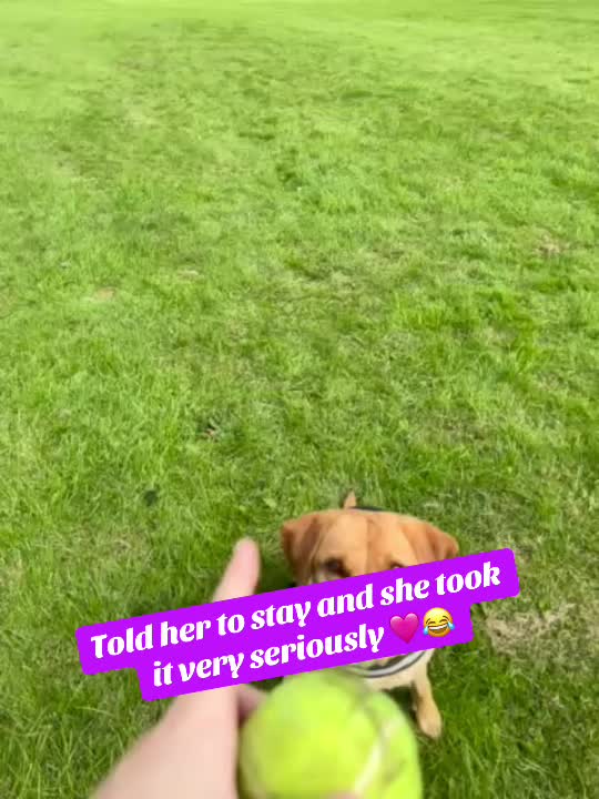 @Goldenwaggytales