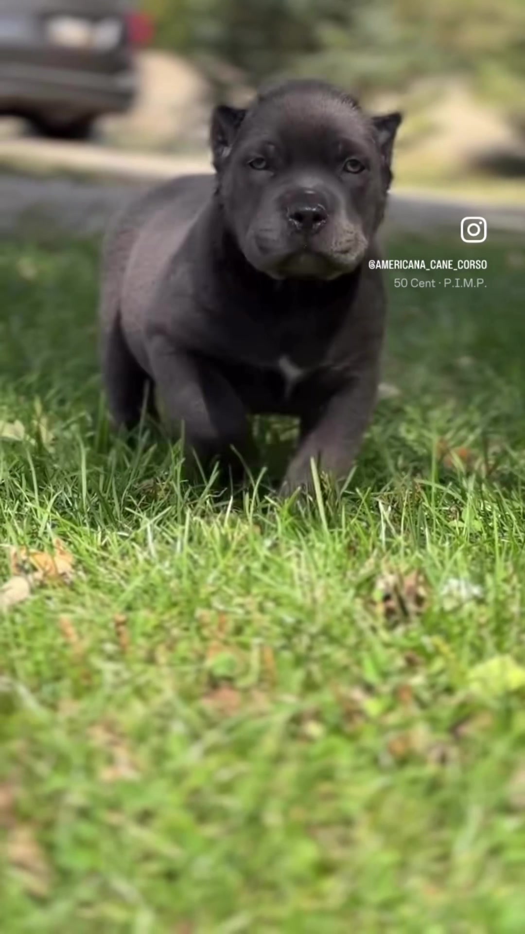@americana_kennels