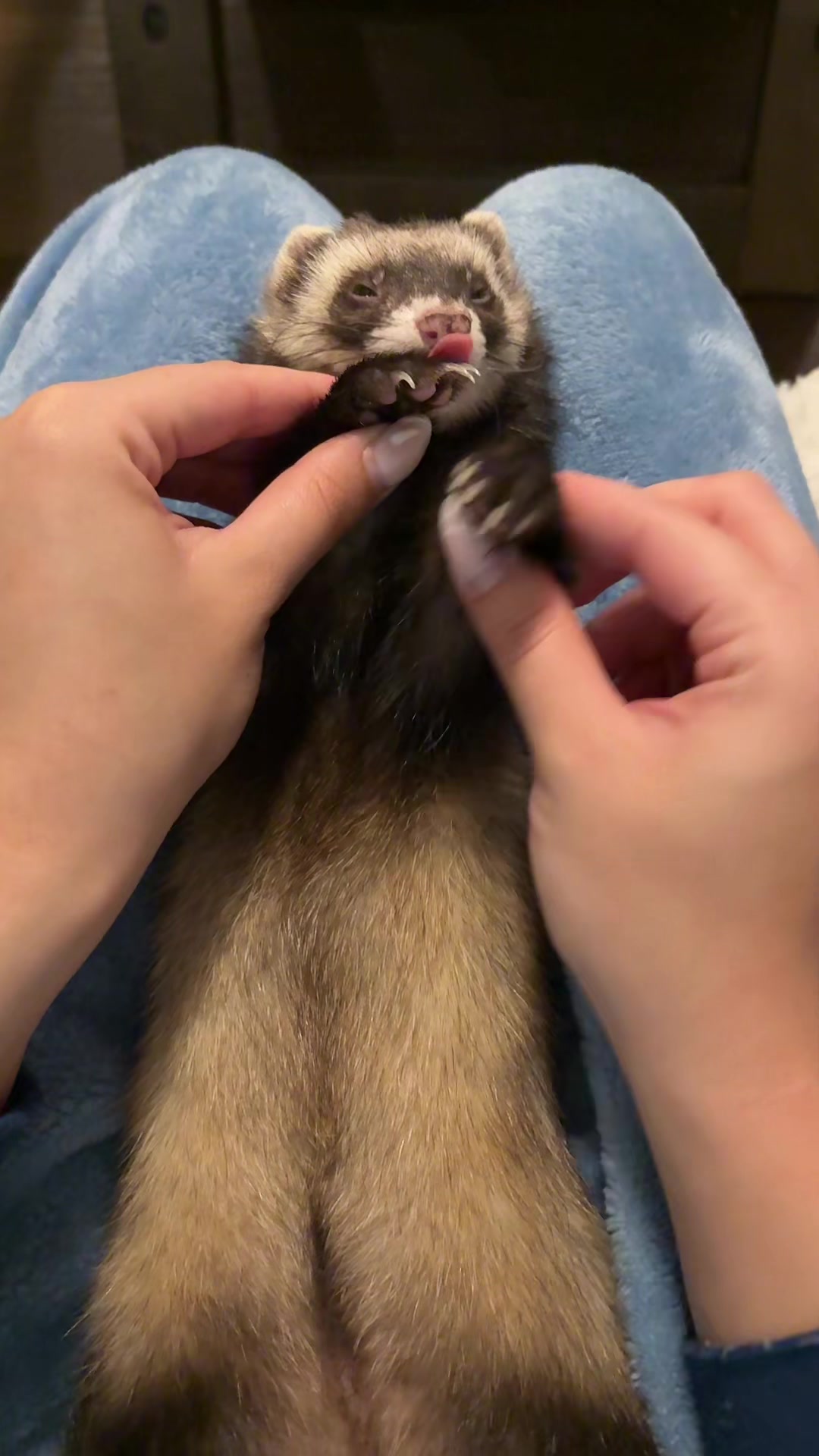 @oliverandstellaferrets