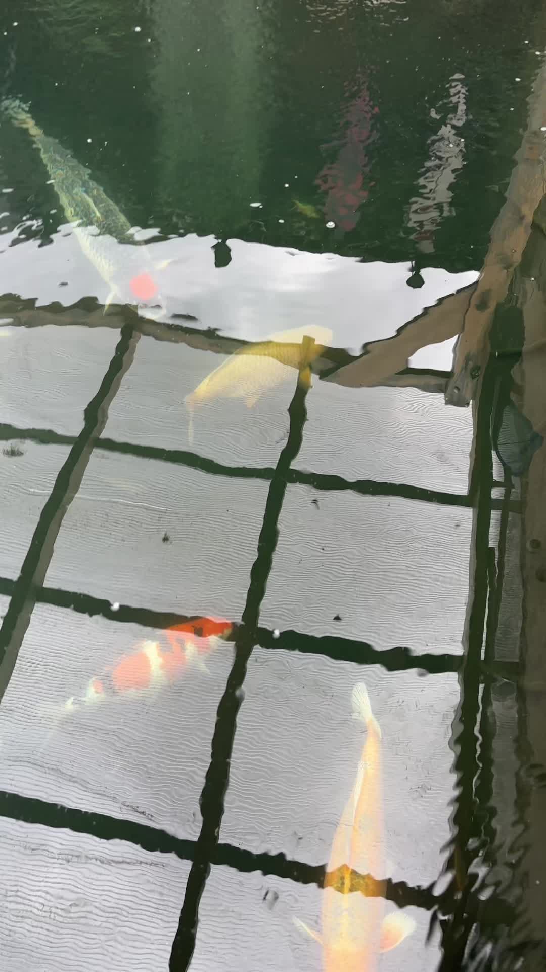 @Frankly Koi Real