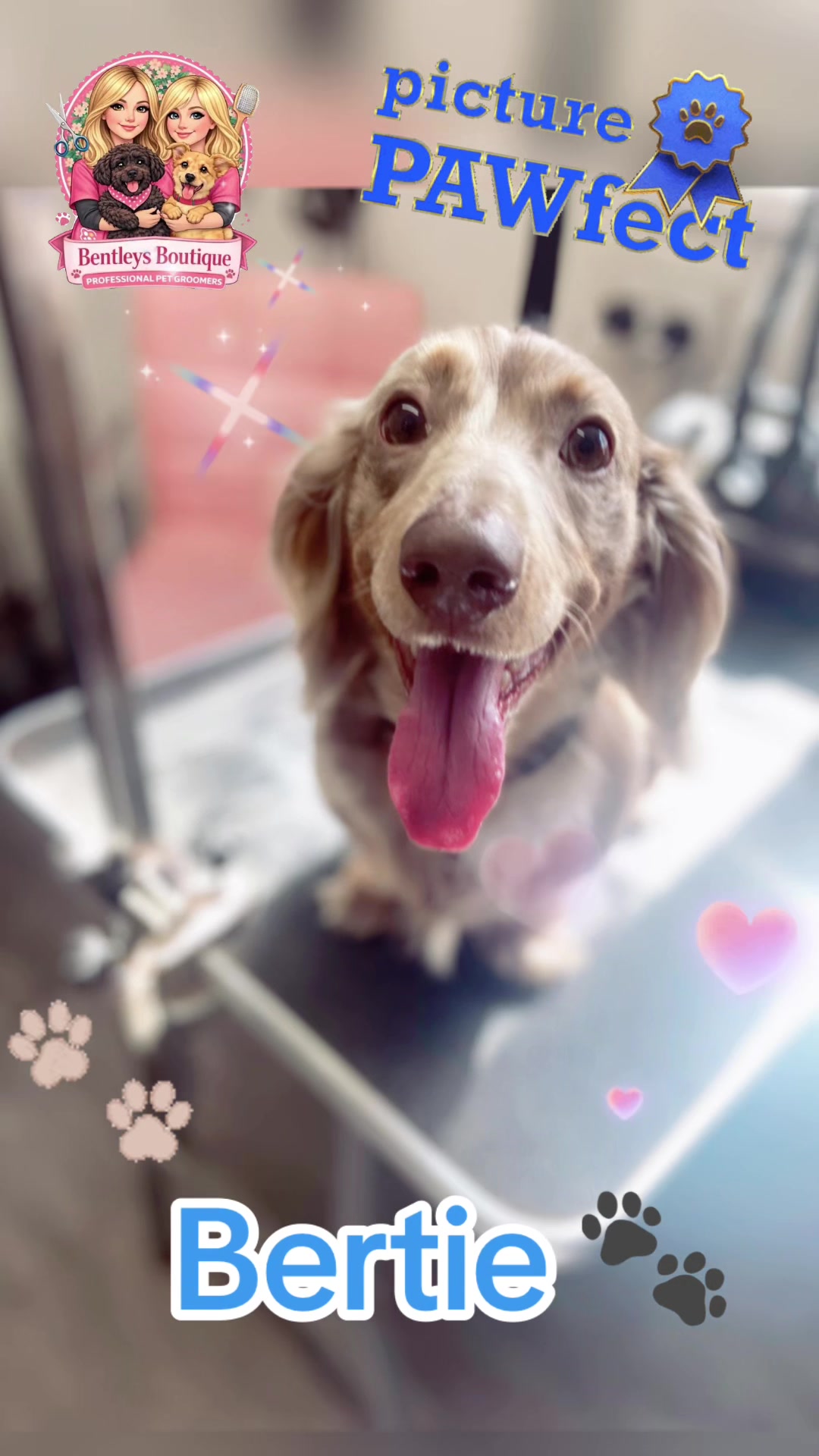 @Bentleys Boutique Pet Groomers