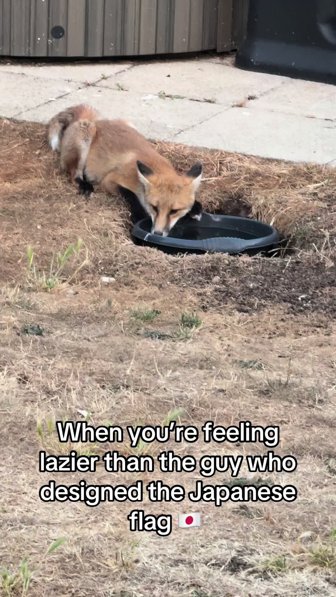 @gp_wildlife
