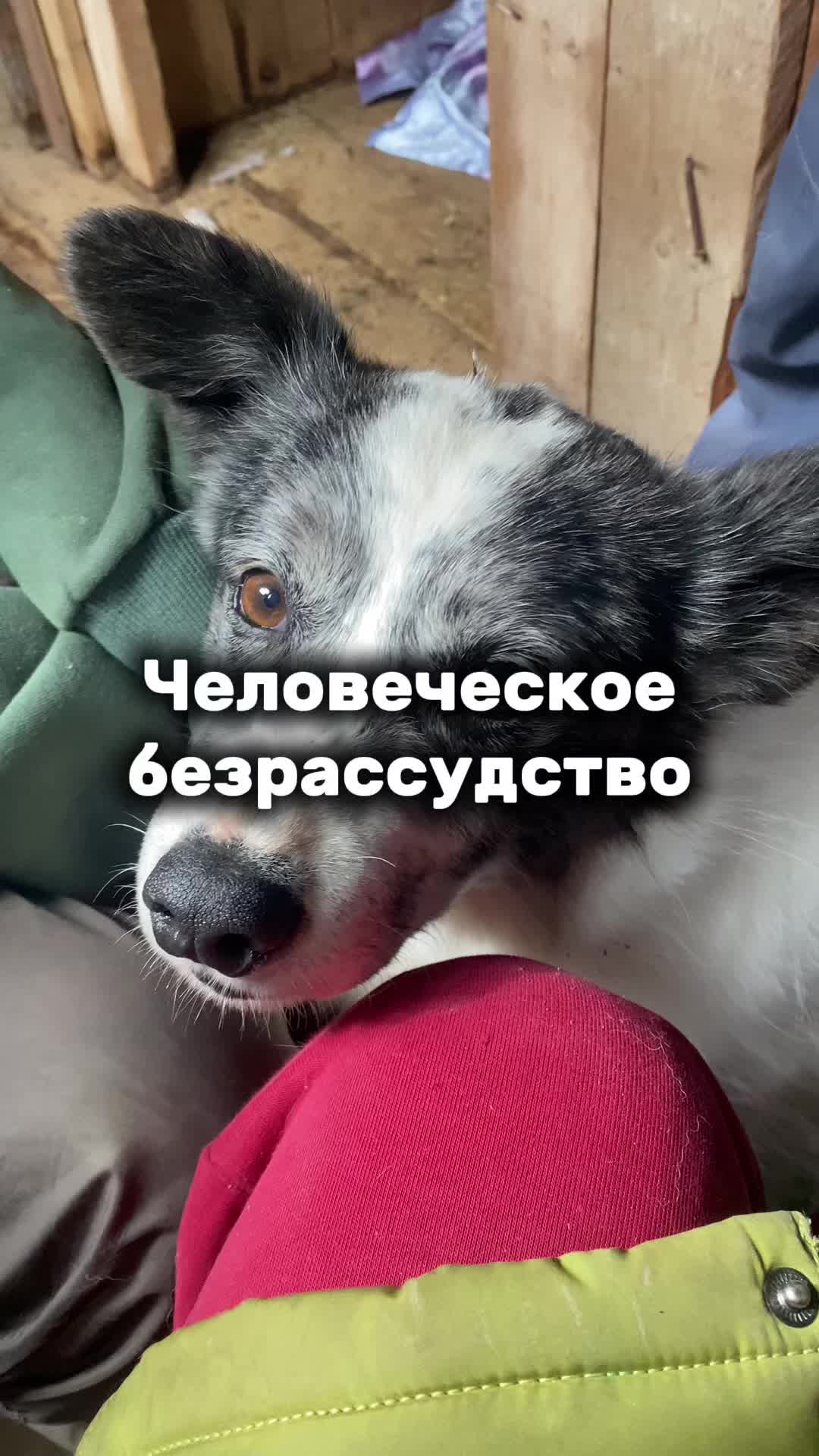@Ульяна о собаках