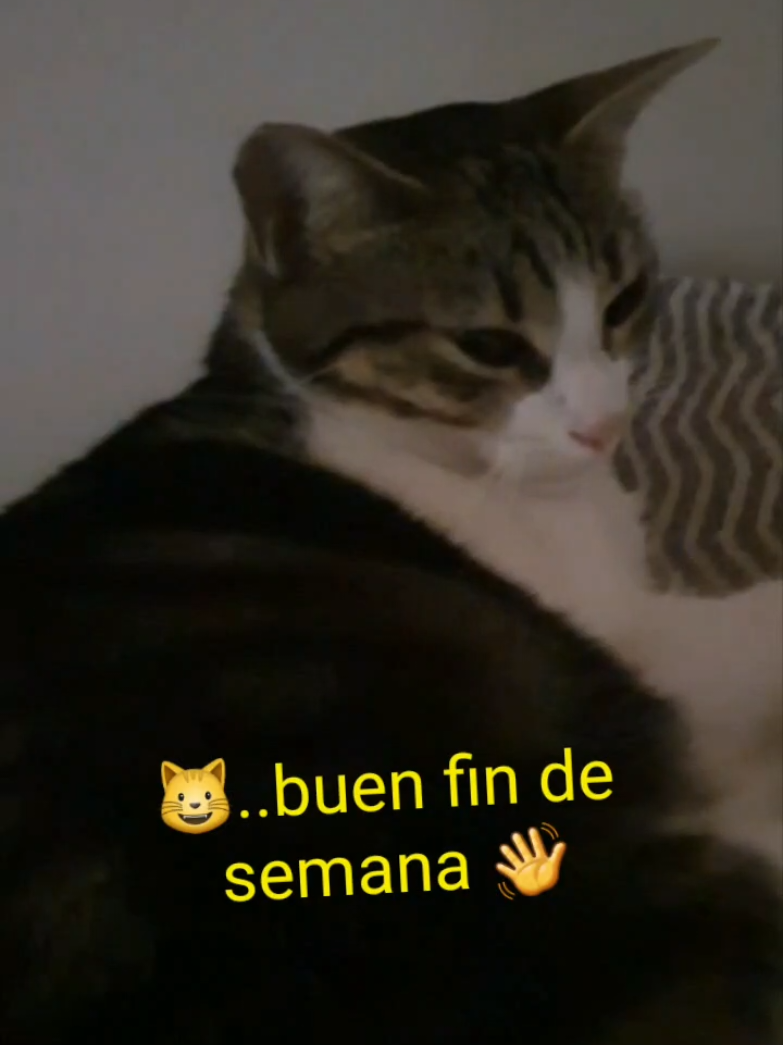 @nikii