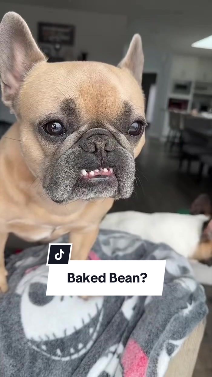 @Somefrenchienamedapollo