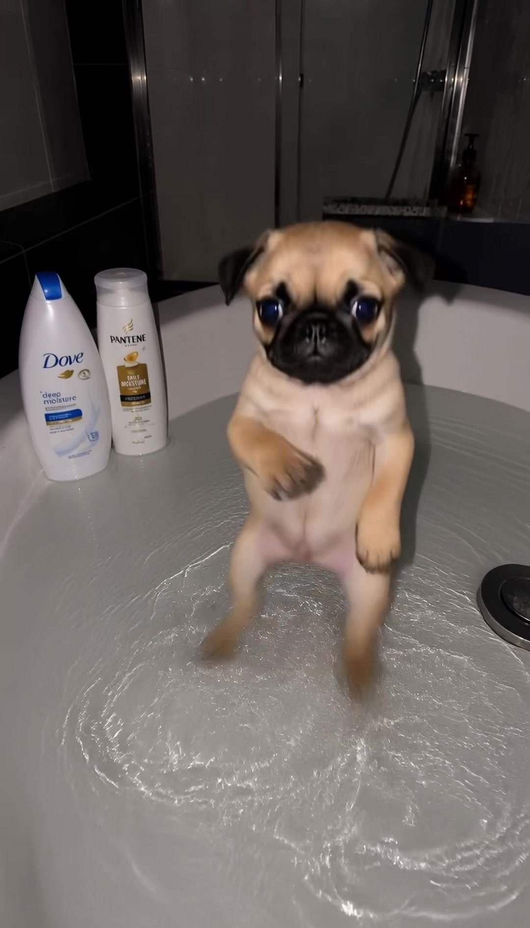 @dogmotion