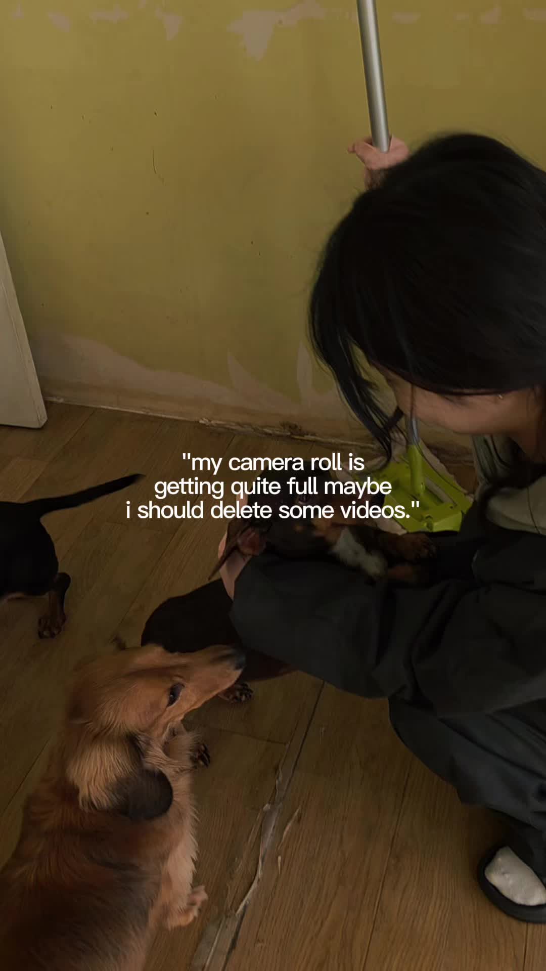 @DMT Dachshund Rescue 🐾