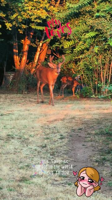 @Sharin&hearts;️🦌🌞🌛&hearts;️