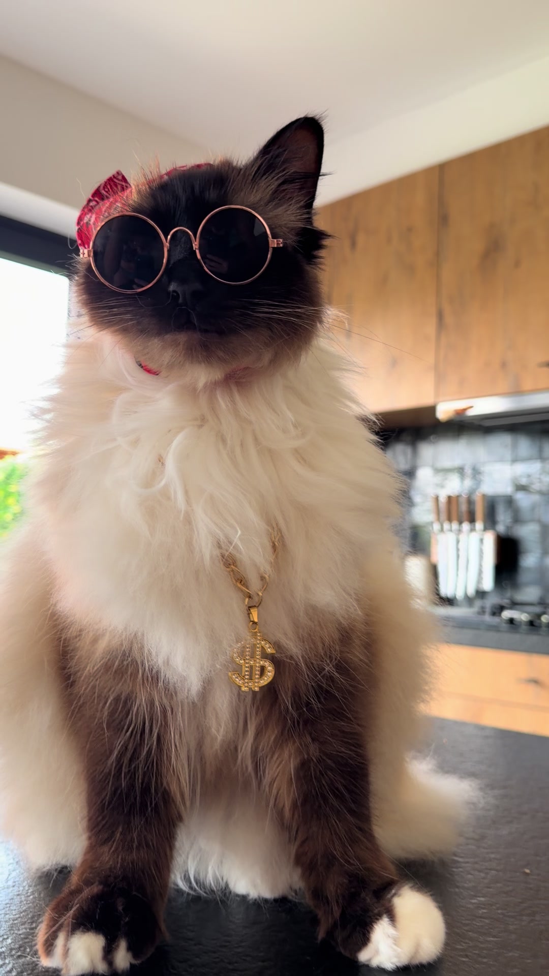 @Henk&Ollie 😺