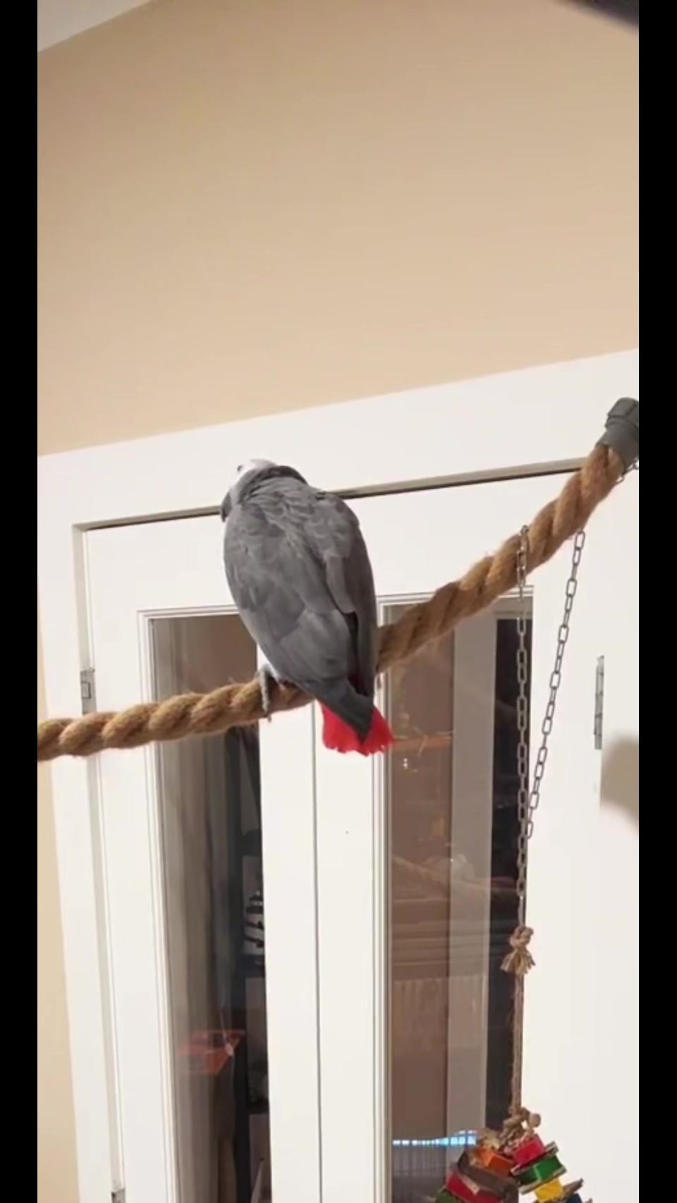@thehinzoo