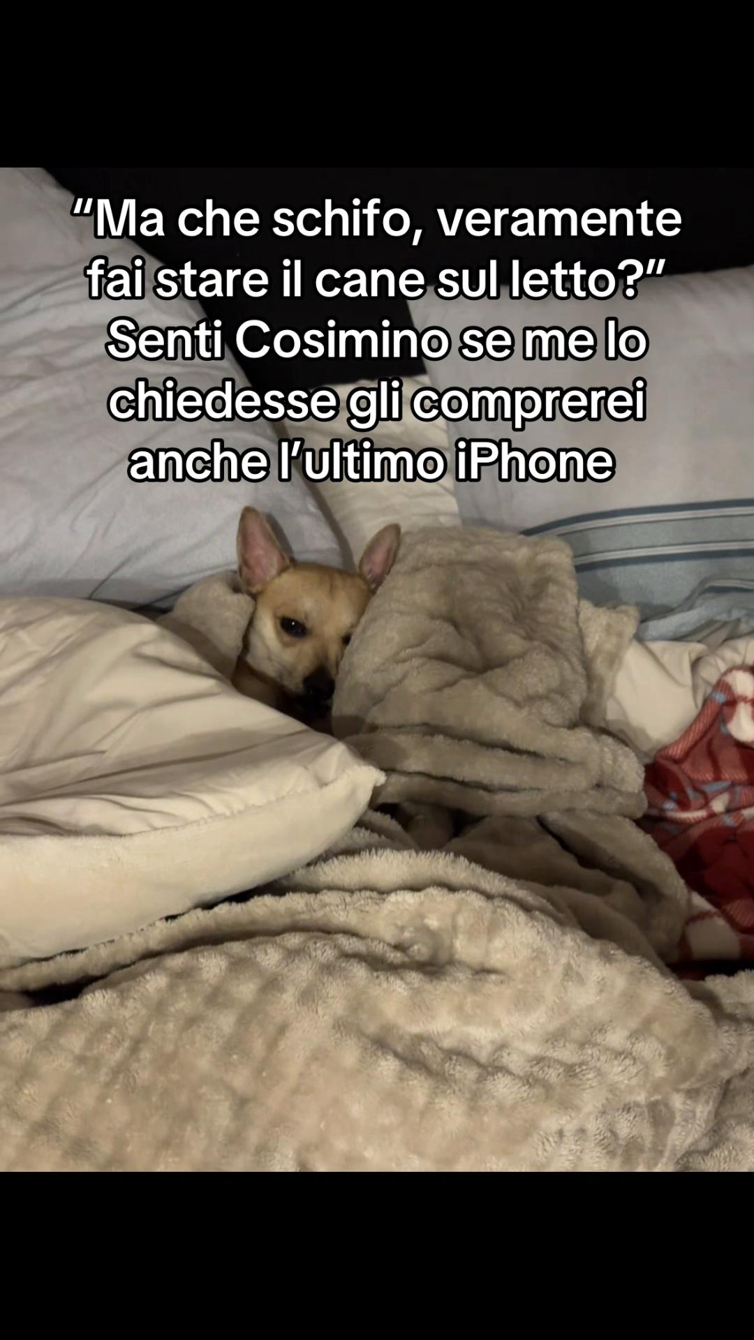 @Piccolo Theo👑