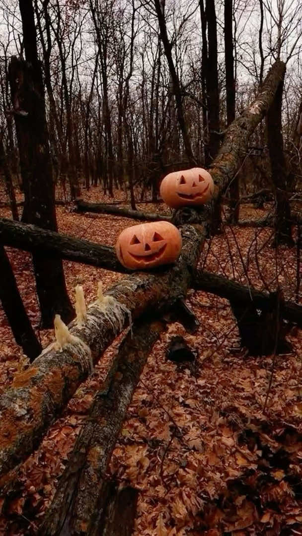 @🎃𝕽𝖆𝖈𝖍𝖊𝖑🦇