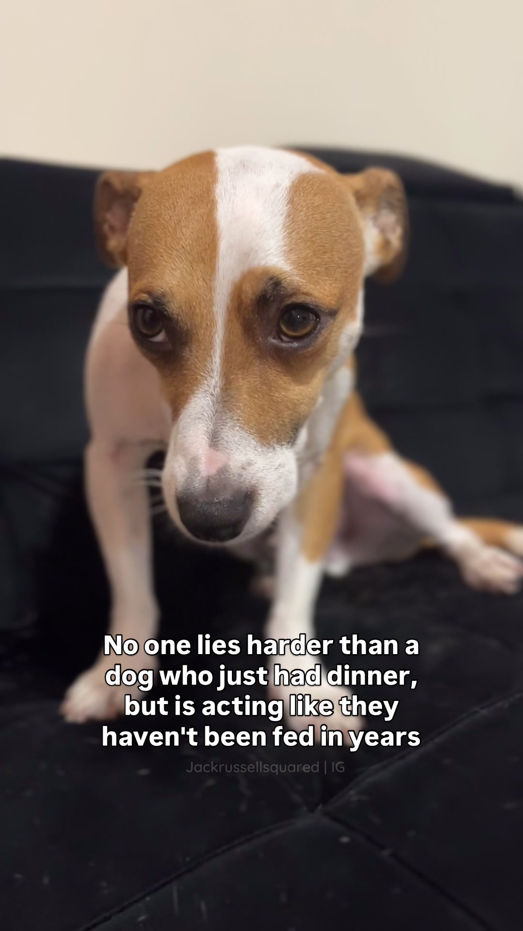 @jackrussellsquared
