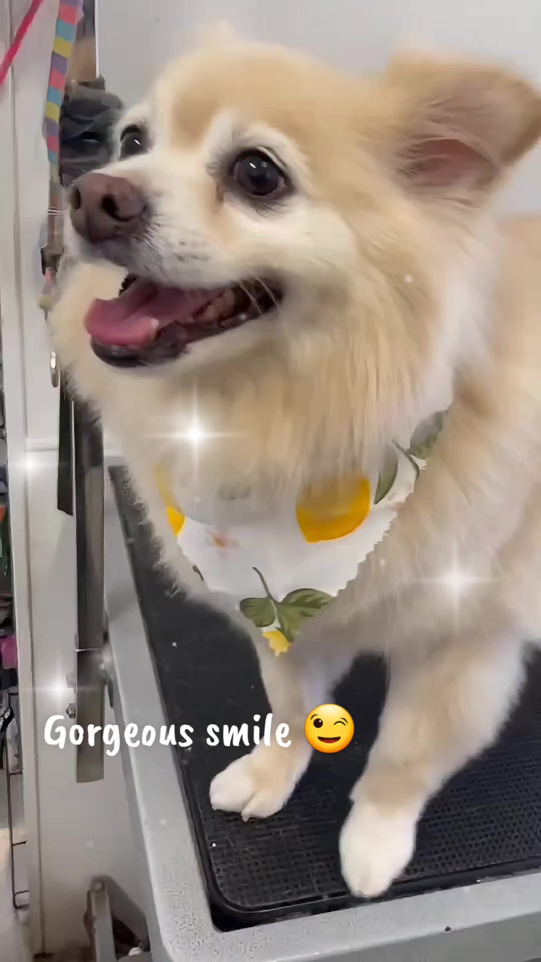 @Maru Maru Pet Services