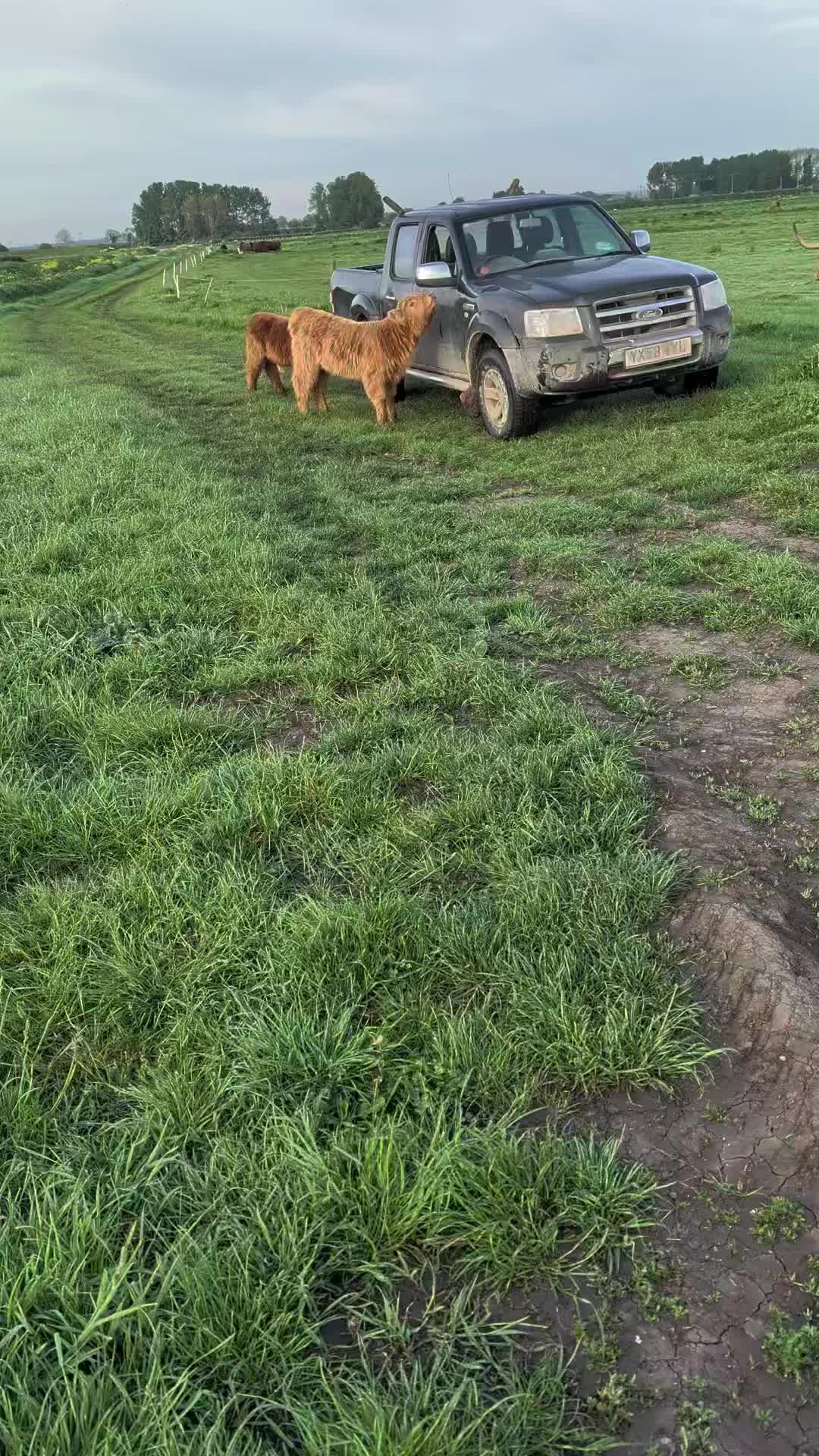 @Dumble Farm Highland Cows