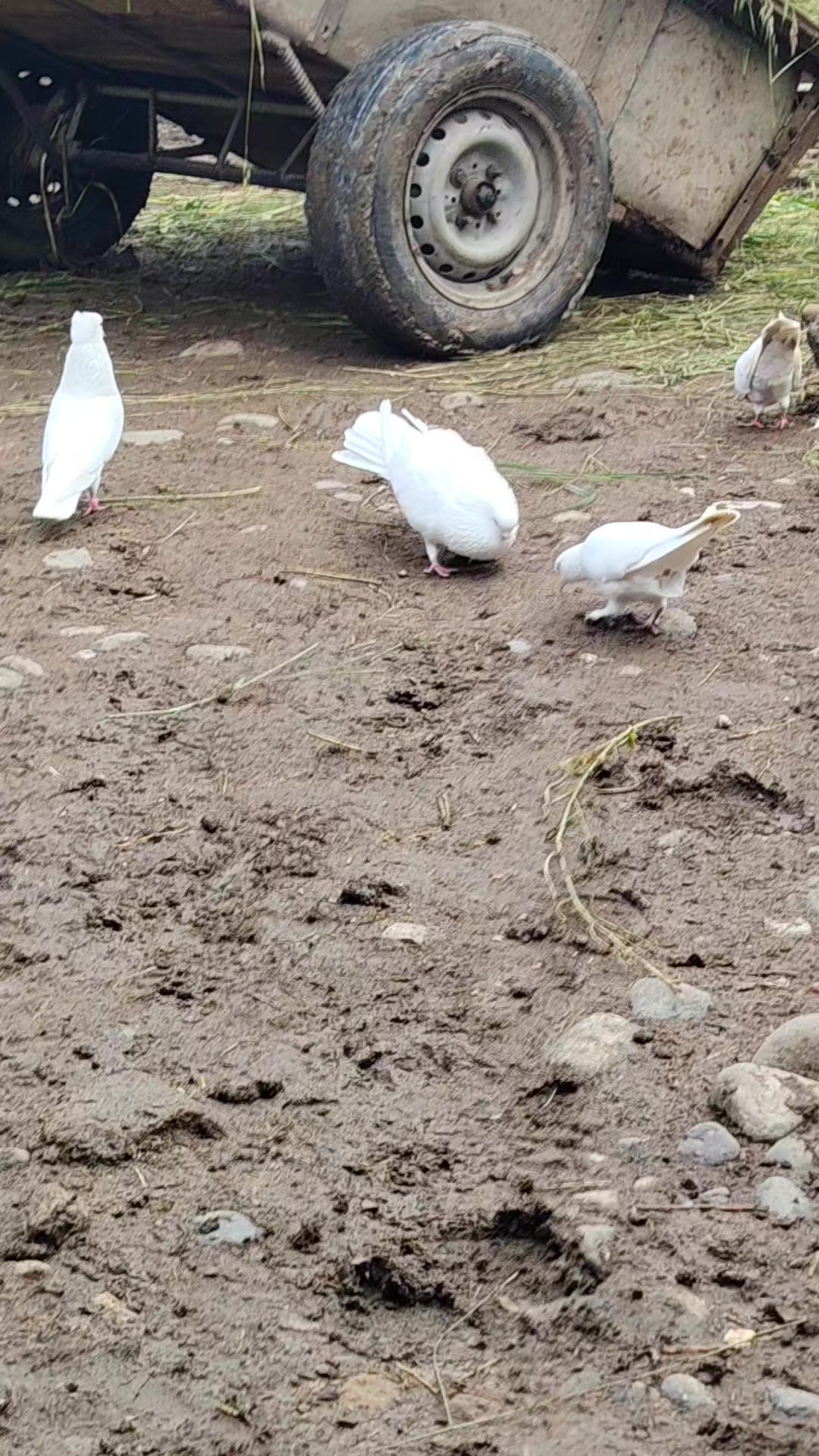 @Göyərçin51