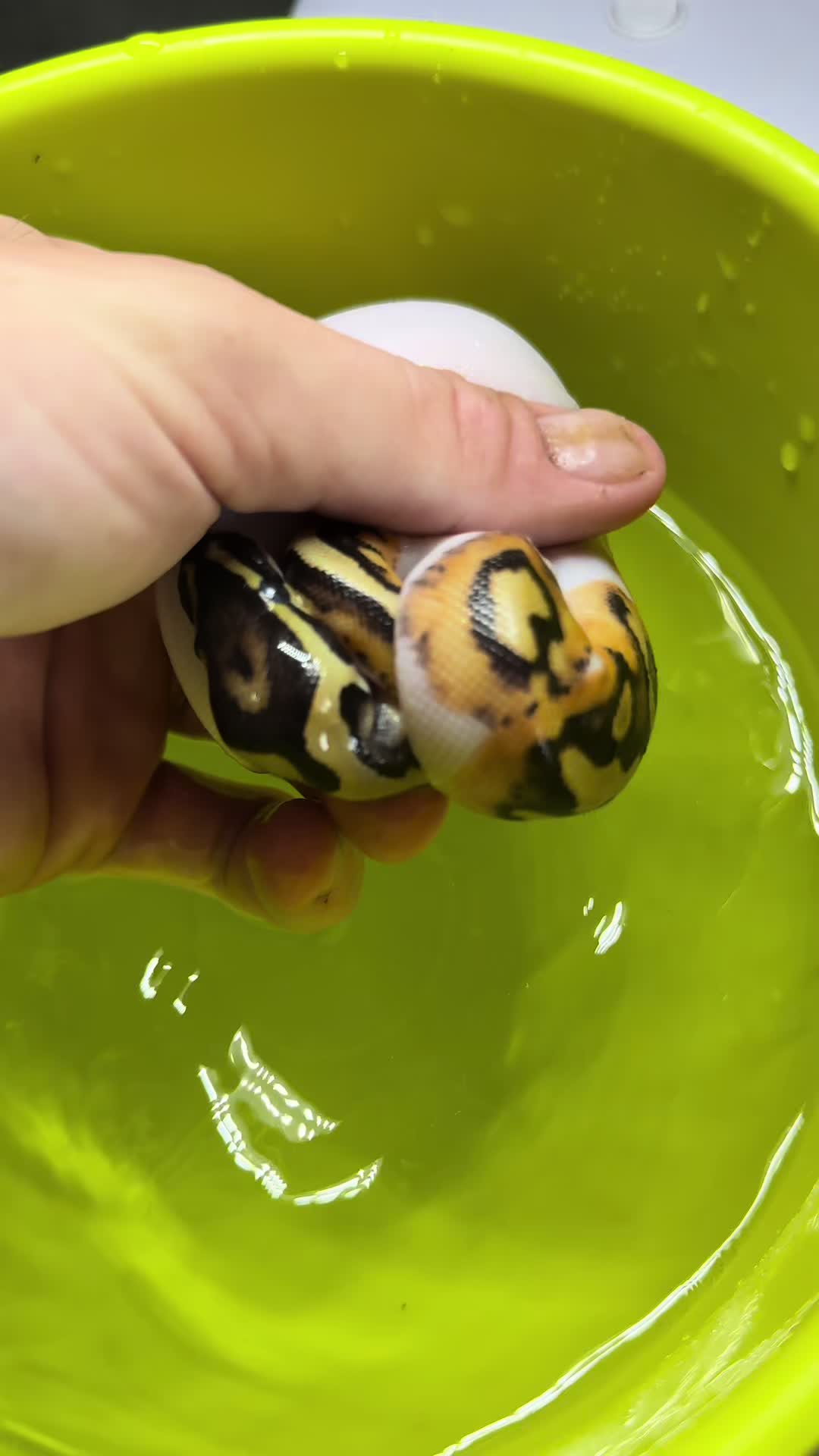 @magiikmorph