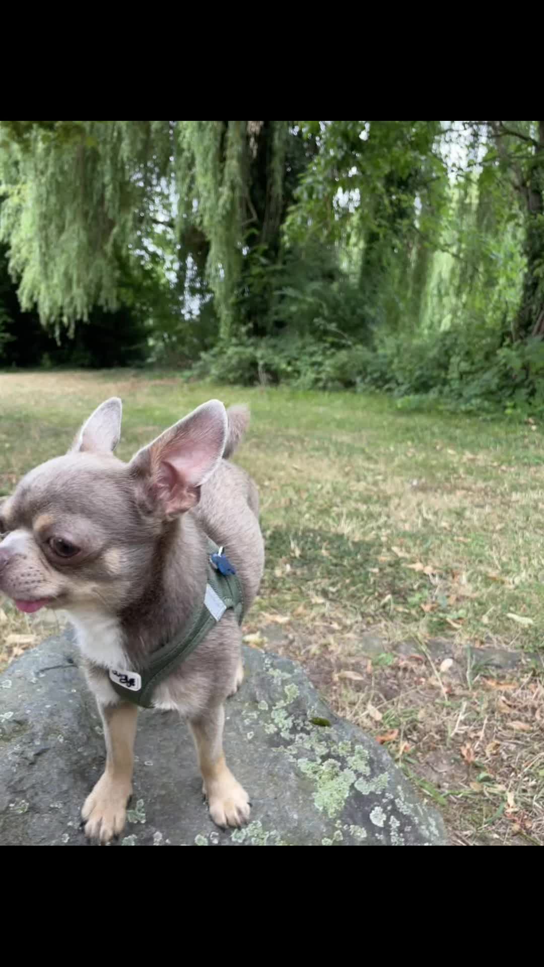 @Mr Roger Chihuahua