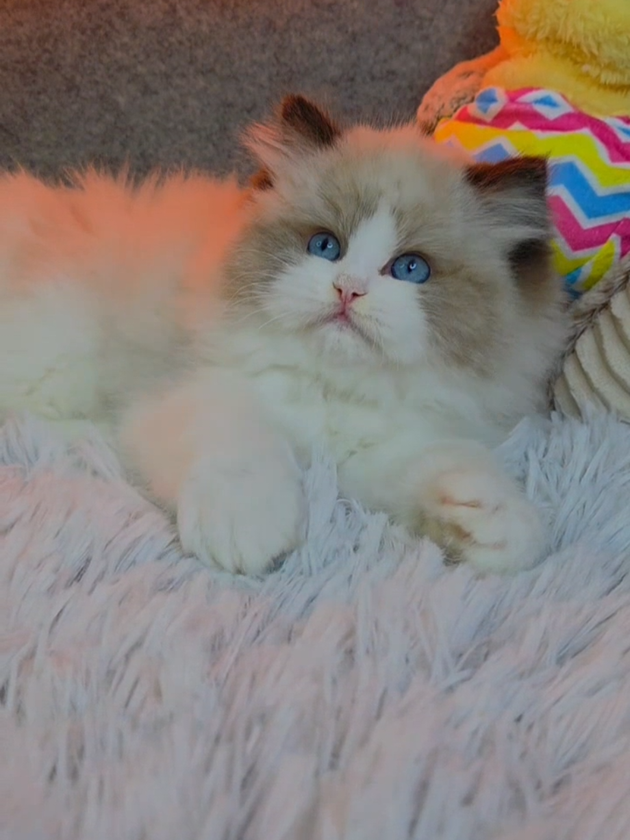 @Namastè Ragdoll Cats
