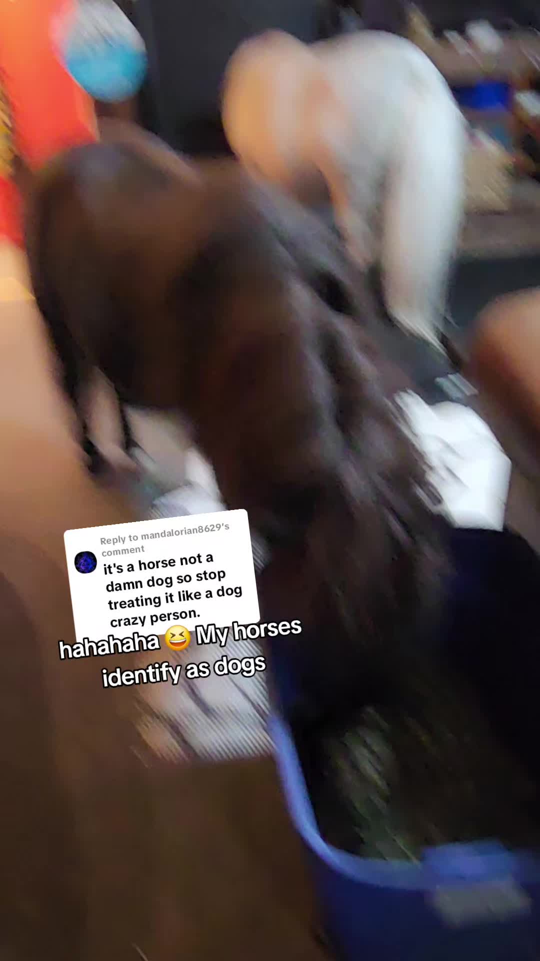 @minihorsemomandtrainer🐴🐴🐴🐴