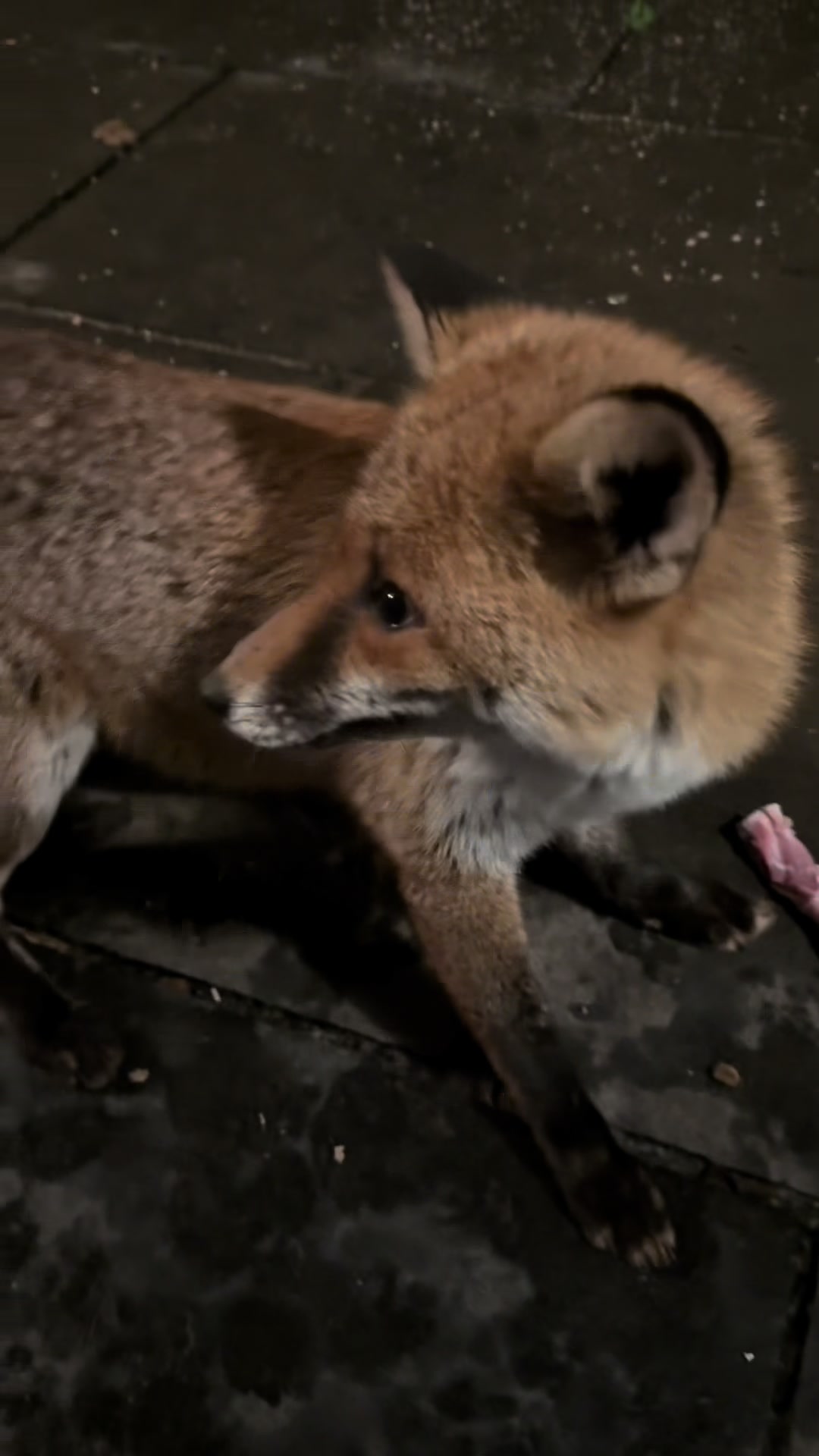 @gp_foxes