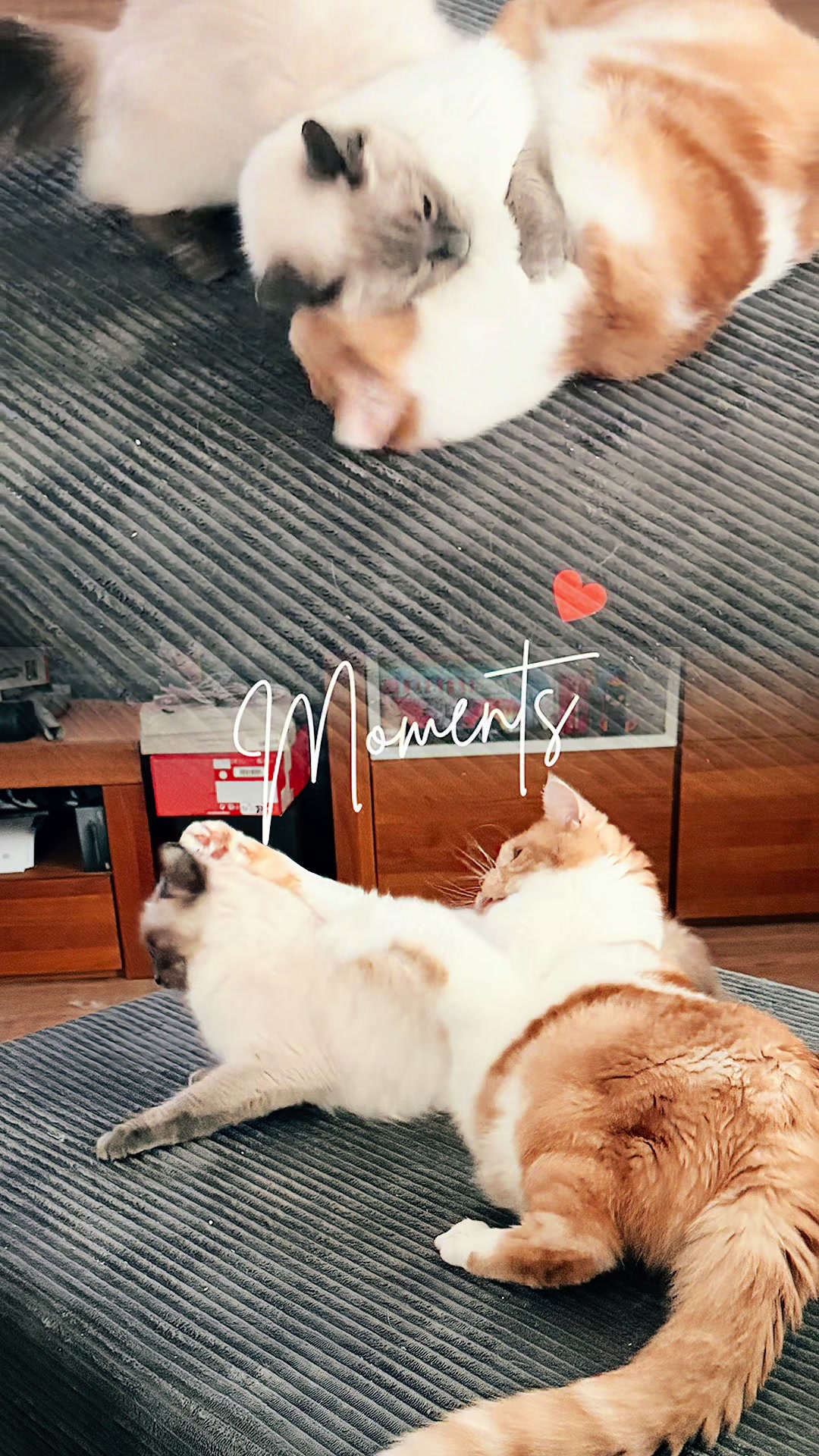 @mystic paws