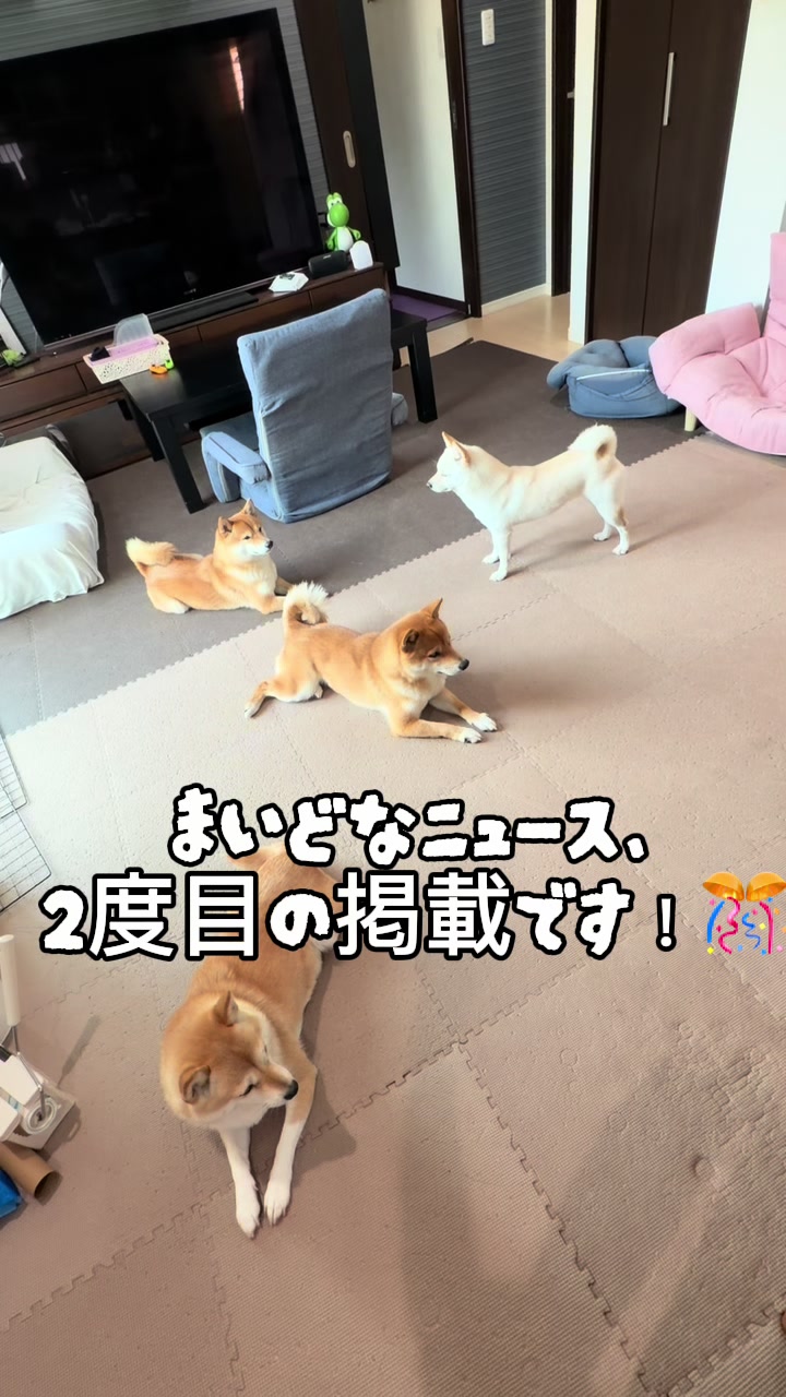 @こまめとしばーず🐾