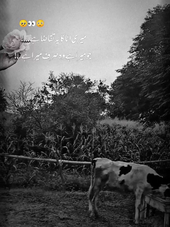 @𓆩⍣⃝𝙏𝙖𝙮𝙖𝙗 𝙎𝙞𝙗𝙩𝙖𝙞𝙣࿐