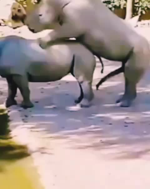 @animallifevideo