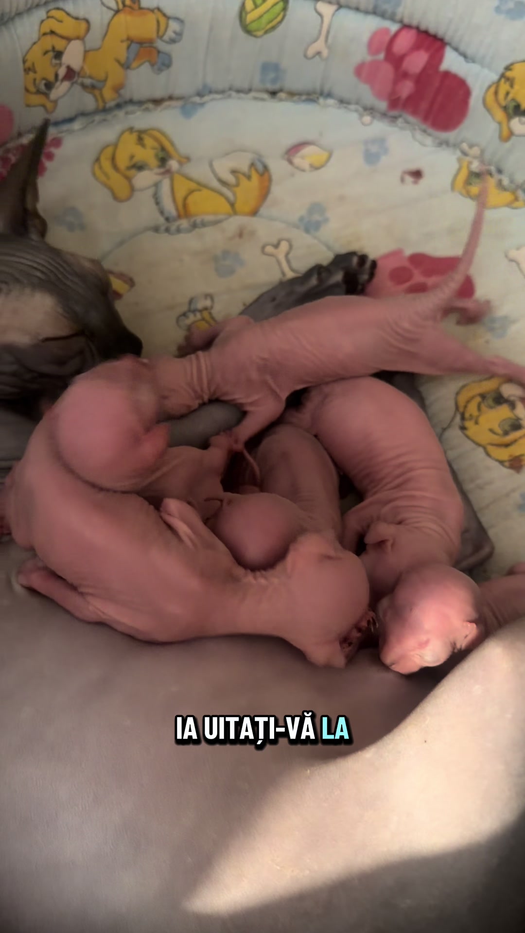 @Diana Ciortan Sphynx Romania