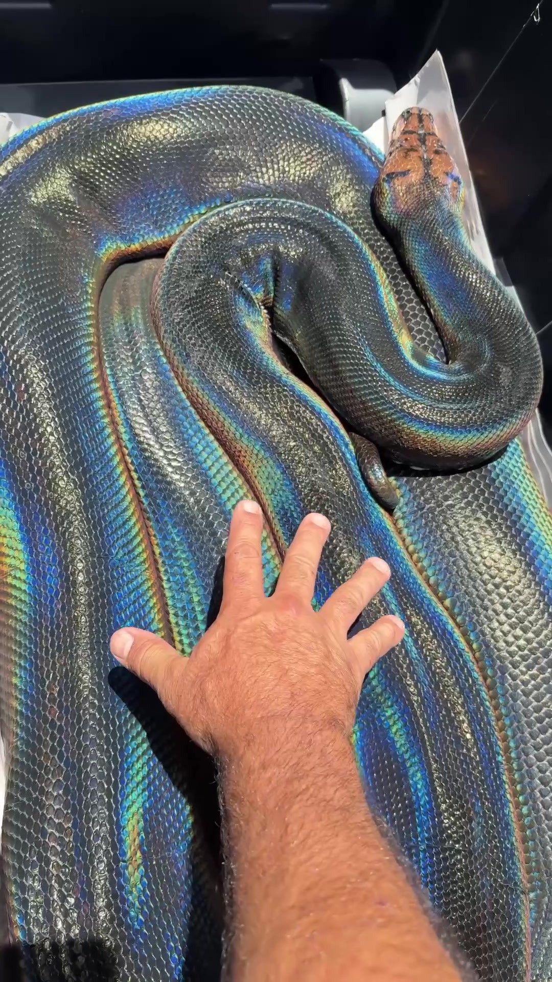 @The Reptile Zoo