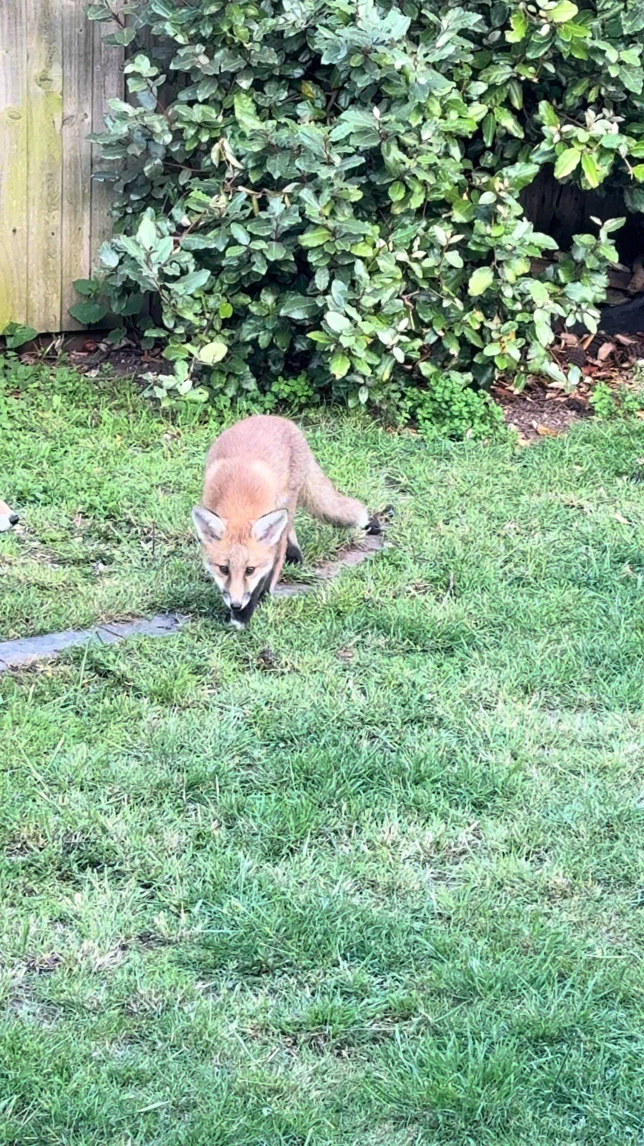 @gp_wildlife